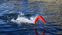 Delfin
