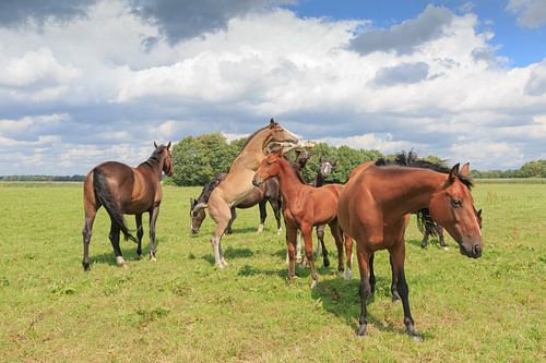 Een kudde paarden met veulens in een Drents weidelandschap