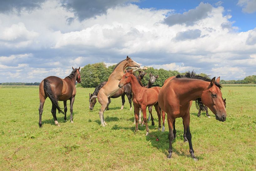 Een kudde paarden met veulens in een Drents weidelandschap by Henk van den Brink