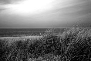 Gras in den Dünen am Meer