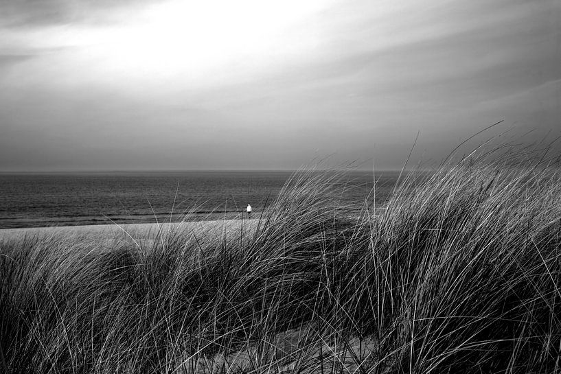 Gras in de duinen bij de zee van Frank Herrmann