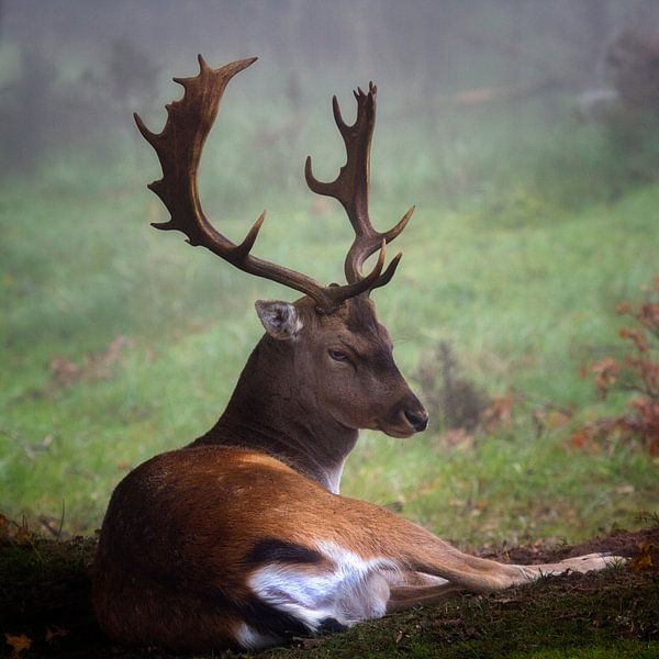 lying fallow deer von Ruud Peters