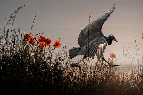 Gier in Vlucht tussen Klaprozen en Ochtendnevel