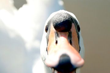 Swan (1) - my dear swan by Norbert Sülzner
