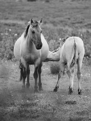 Drinkende konik pony bij moeder