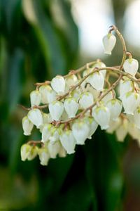 Fleurs blanches botaniques - photographie de fleurs d'art sur Karijn | Fine art Natuur en Reis Fotografie