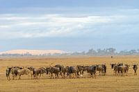 De grote trek in Kenia
