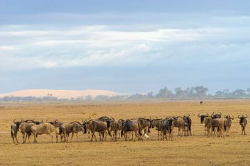 De grote trek in Kenia van Monique van Helden