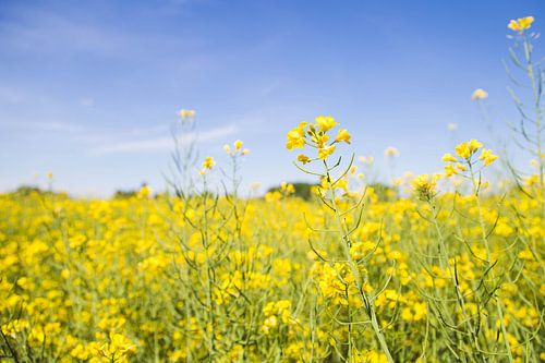 Landschaft mit gelben Blumen Rapsfeld mit blauem Himmel