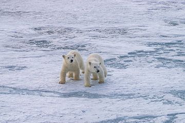 two young polar bears by Merijn Loch