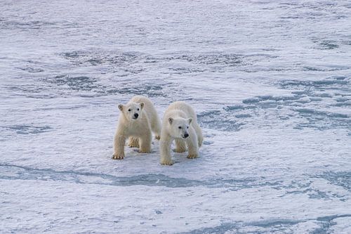 two young polar bears