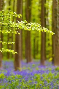 Blauglockenblüten in einem Buchenwald an einem sonnigen Frühlingsabend
