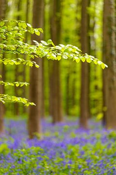 Bluebell flowers in a Beech tree forest during a sunny springtim by Sjoerd van der Wal