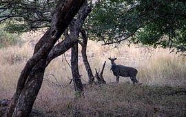 Wild Antelope in India. by Floyd Angenent
