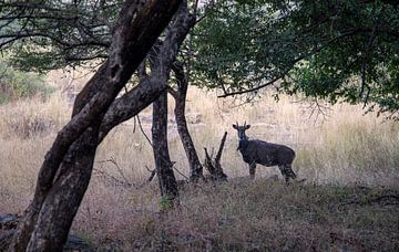 L'antilope sauvage en Inde. sur Floyd Angenent
