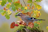jays