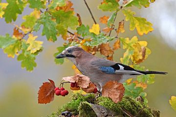 jays by Wiltrud Schwantz