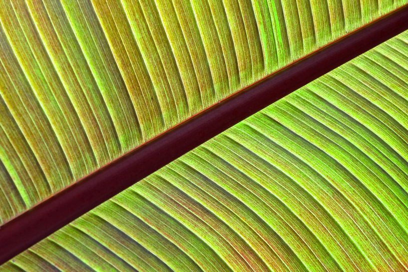 Plantenblad van Bert Bouwmeester