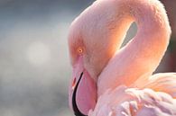 Flamingo van peter reinders thumbnail