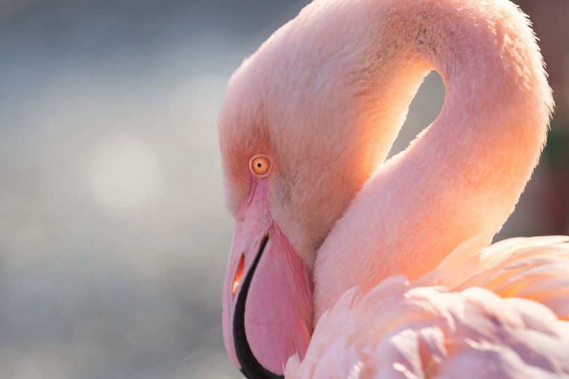 Flamingo van peter reinders