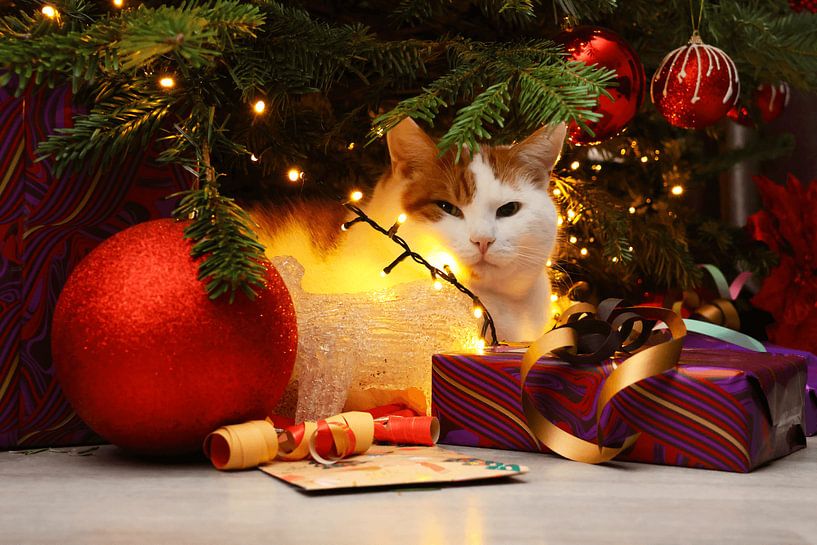 Cat under the Christmas tree by Dennis van der Geest