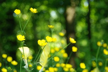 natuur bloemen met veren van Brigitte van Ark