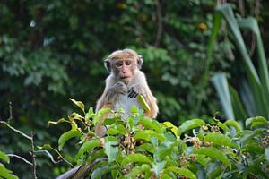Nieuwsgierige makaak in Sri lanka van My Footprints
