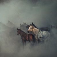 De verloren paarden