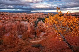 Herbst in Bryce