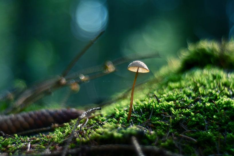Pilz von Angelique Brunas