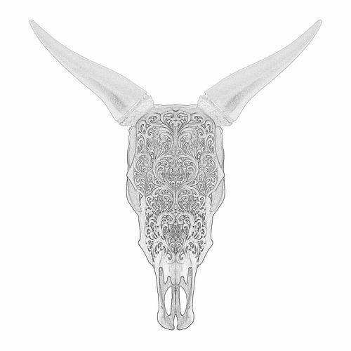 Bull Skull