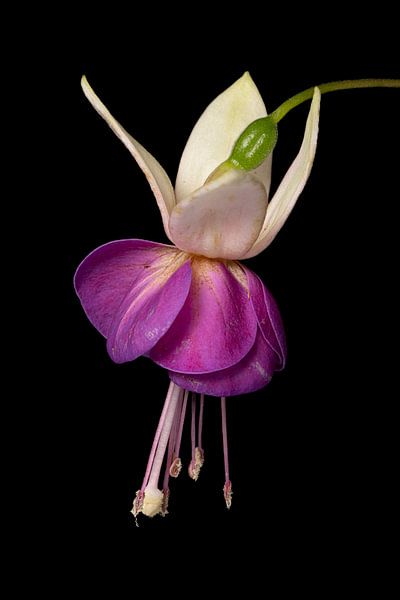 Fuchsia 2 par Pieter van Roijen