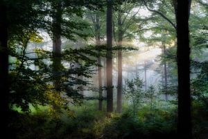 Breda Liesbos im Nebel