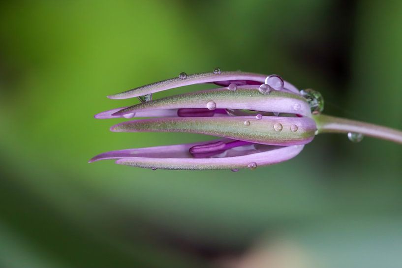 Ornamental leek blossom abstract by Naturdetail Fotografie