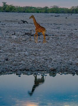 Giraffe in Etosha Nationaal Park in Namibië, Afrika van Patrick Groß