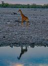 Giraffe in Etosha National Park in Namibia, Africa by Patrick Groß thumbnail