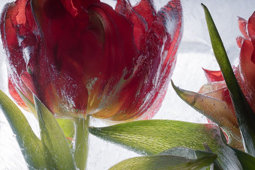 Viking Tulip in ice 3 by Marc Heiligenstein