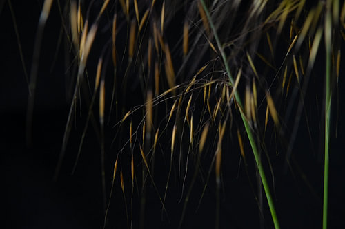 Luminous Tangle