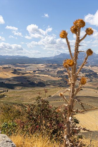 Landschapsfoto in Andalusische zomer. Kaal landschap onder een blauwe hemel, Andalusië, Spanje