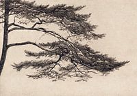 Pine Tree tak nr. 1