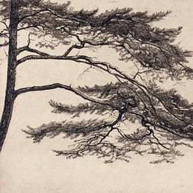 Pine Tree tak nr. 1 van Apolo Prints