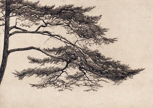 Pine Tree tak nr. 1 van Apolo Prints