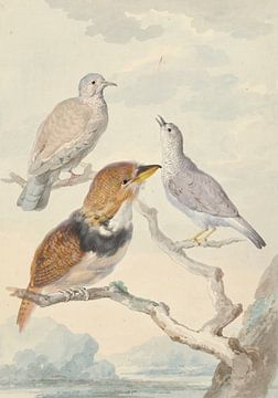 Drei Vögel, zwei Inkatauben und ein bärtiger Kuckuck mit Halsband, Aert Schouman