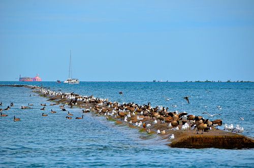 Eenden en meeuwen bij het Michiganmeer