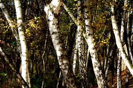 BIRKENWALD 2 van Miroslav Ptacek