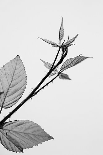 A branch of bramble in the sun