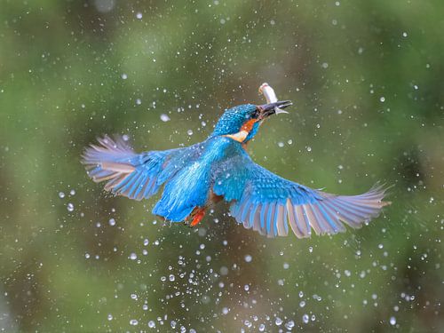 IJsvogel in vlucht met vis
