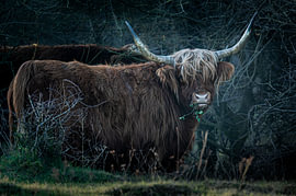 Scottish Highland Cow – Portrait