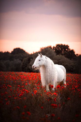 Bricoleur dans un champ de pavots / Pays-Bas / Cheval / Photographie animalière / Image colorée