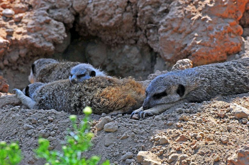 Meerkat nursery by Ingo Laue